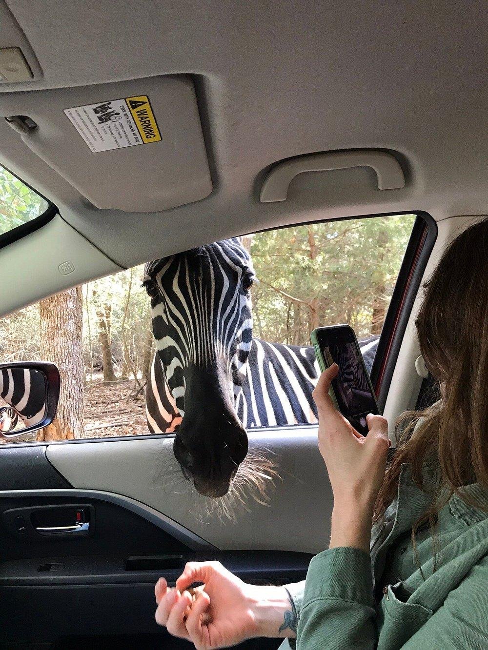 A zebra approaching a car window at Rocky Ridge Drive-Thru Safari